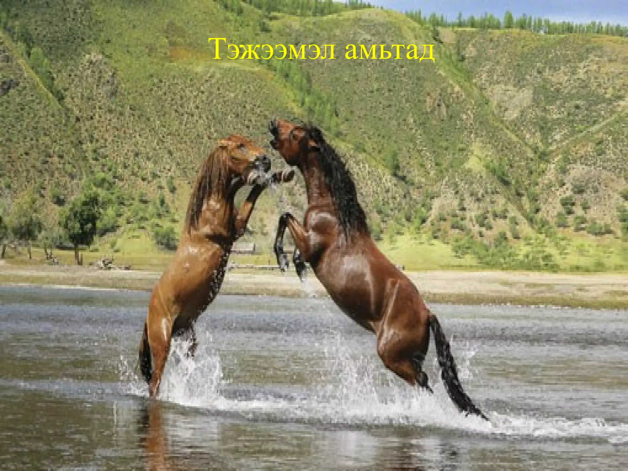 Байгаль дээр олон амьтад өөрсдийн хүчээр хоолоо олж,  дайснаасаа биеэ хамгаалан, амьдрах орон байраа олж,үр төлөө гаргадаг .  Эдгээрийг зэрлэг амьтад гэнэ . 