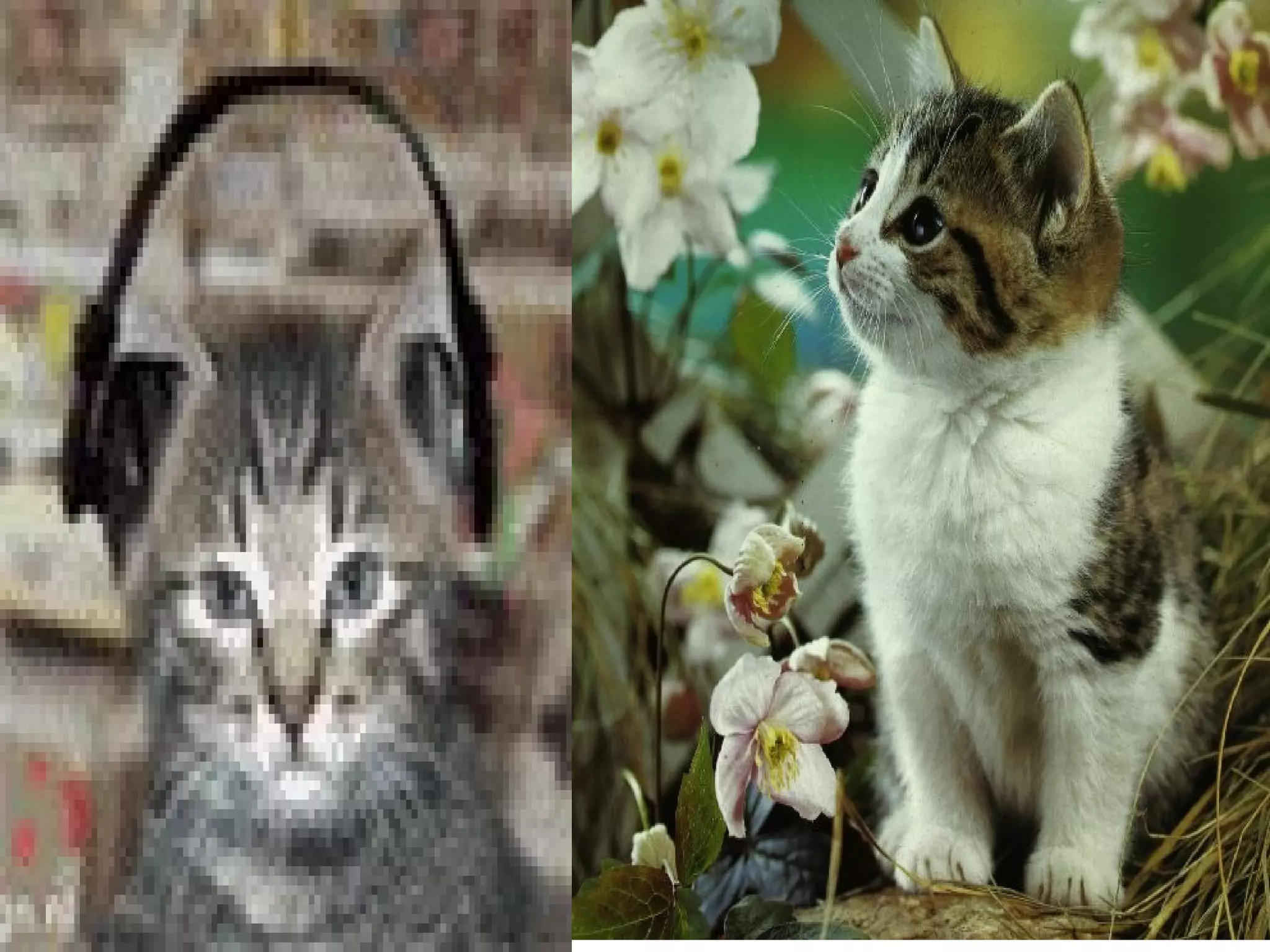 Тэжээмэл амьтад 