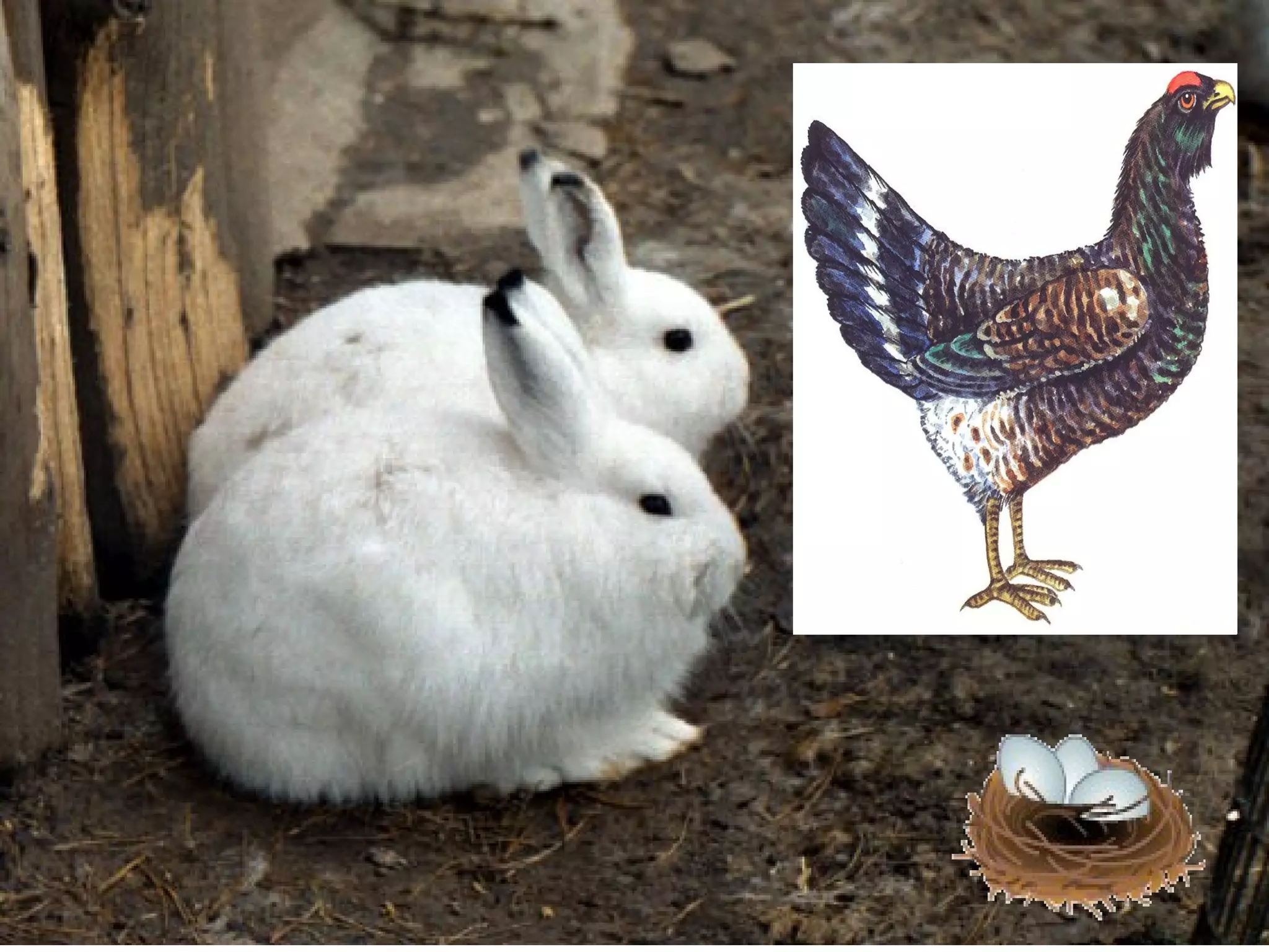 Ямааны үр төлийг юу гэдэг вэ? 