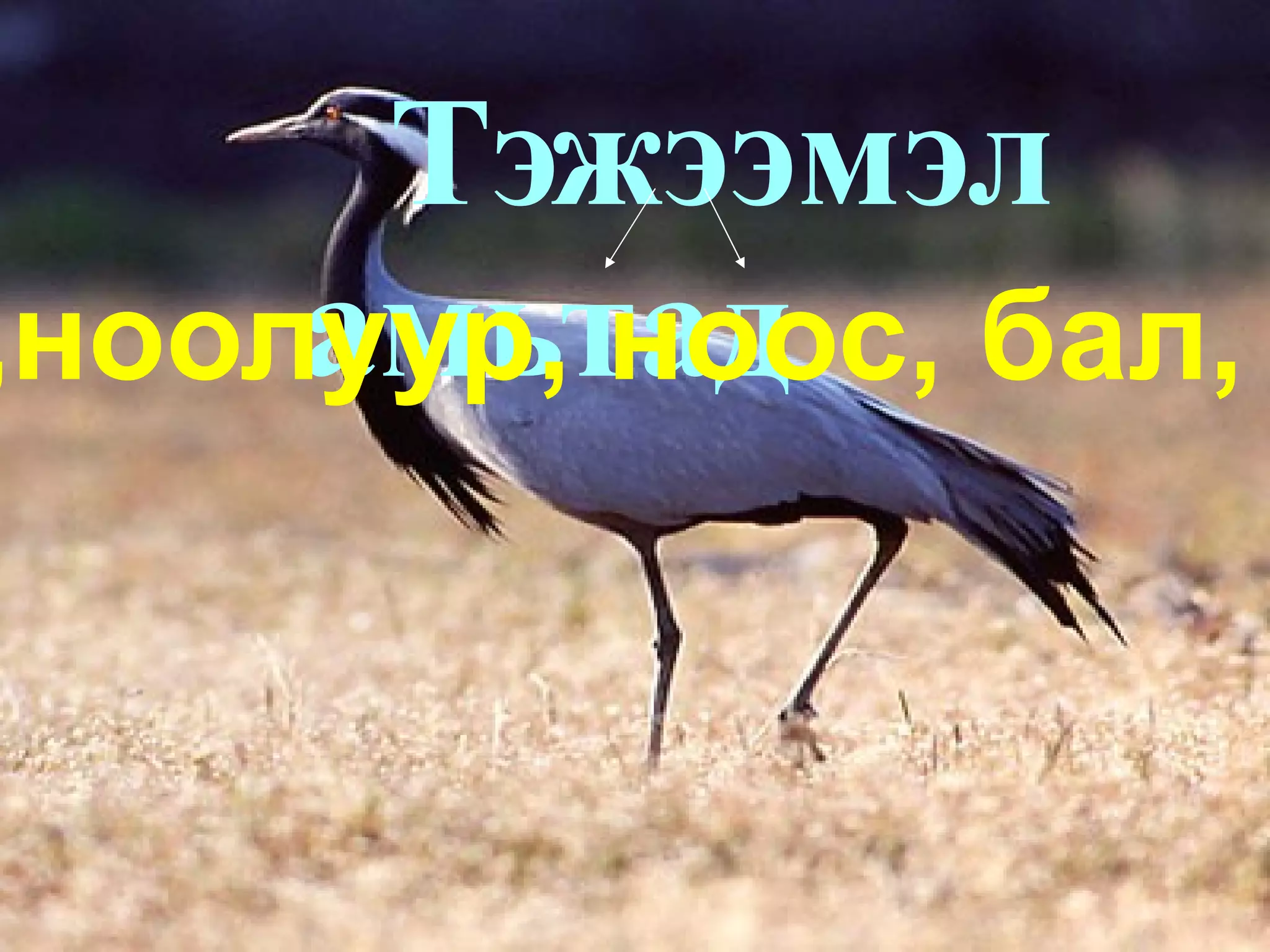 ............................. 