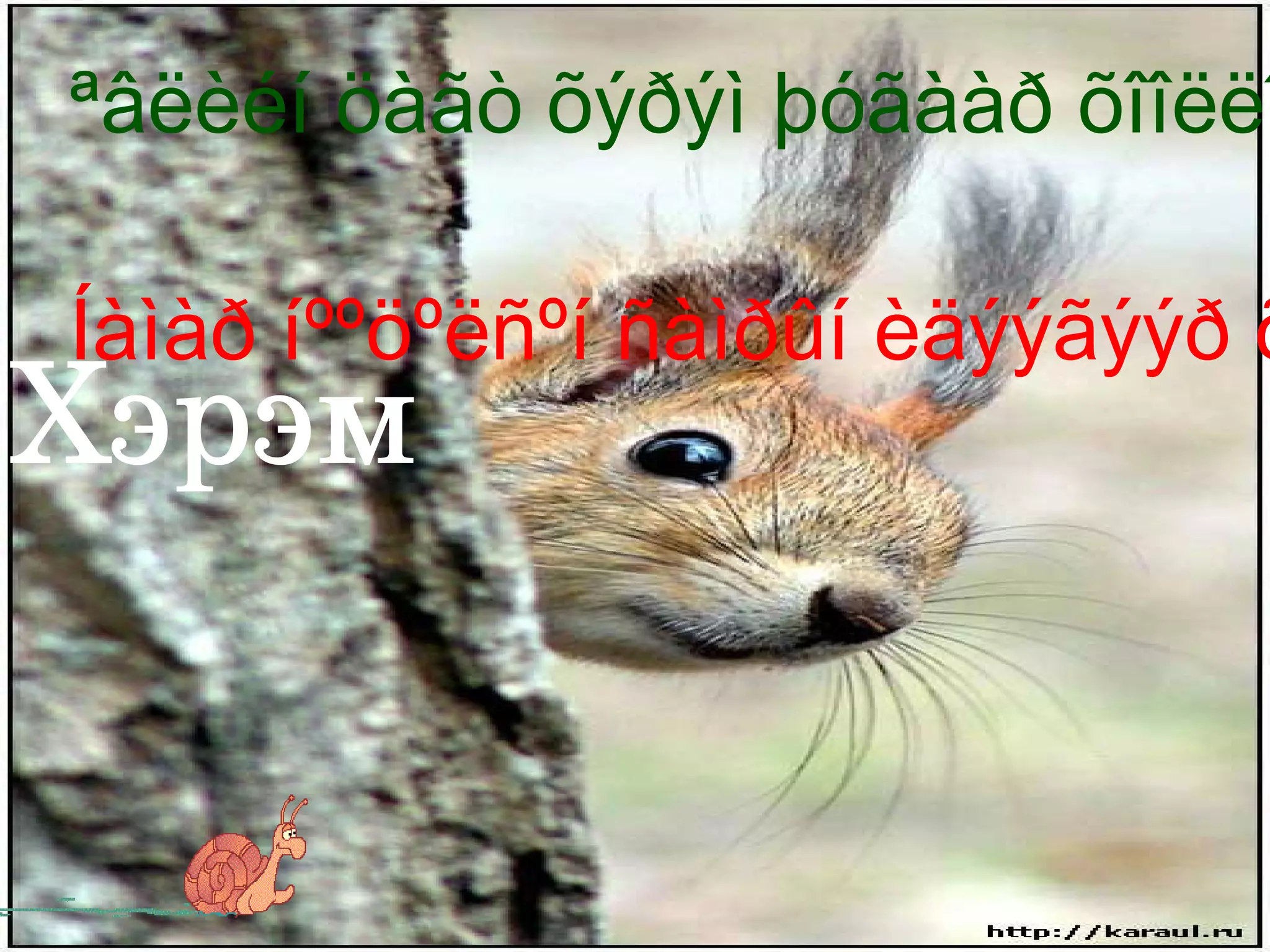 « Зэрлэг амьтад » 