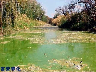 富营养化 