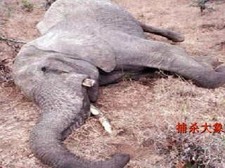 捕杀大象 