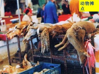 动物摊点 
