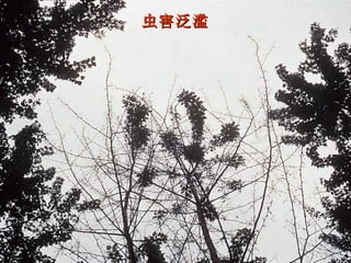 虫害泛滥 