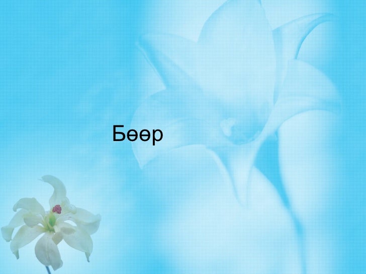 бөөрний бүтэц
