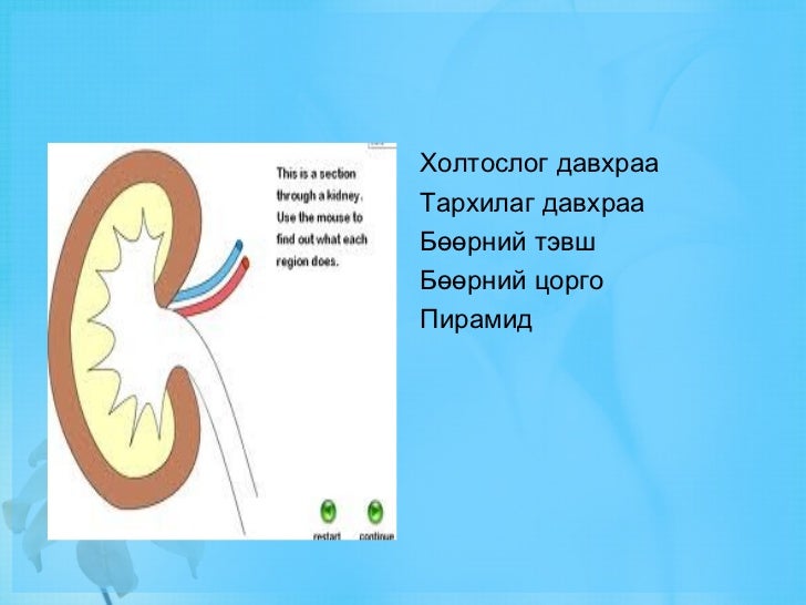 бөөрний бүтэц