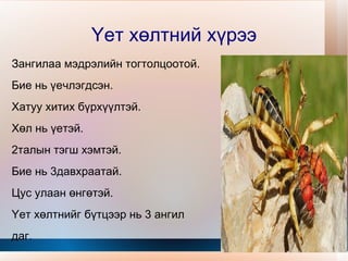 Үет хөлтний хүрээ Аалз хэлбэртний анги 