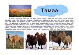Тэмээ
    Дэлхийн тэмээний 90%-ийг нэг бөхт наран тэмээ, 9,6%-ийг хос бөхт тэмээ эзэлдэг.
Хятадын хойд говь, Монгол, Халимаг, Кыргызстан, Казакстан улс хос бөхт тэмээ үржүүлдэг.
Хос бөхт тэмээ буй болсон явдал ч биедээ өөх ихээр хуримтлуулж өвөл, хаврын тарчиг хатуу
цагт илч дулааны эх үүсвэр болгон ашигладаг зохицолдолгоотой холбоотой үүсчээ. Хос бөхт
тэмээний өвөг бол “Хавтгай” юм. Одоо ч манай орны Алтайн цаадах говьд амьдарсаар байна.
1870-1884 онд Оросын жуулчин Н.М.Пржевальский Төв Азиар том аялал хийхдээ Монголоор
дайрч хавтгайг үзэж тодорхойлж бичсэний дээр агнаж гавлын яс, арьсыг нь судалгаа,
үзмэрийн дээж болгон авсан байдаг. Тэмээг хүн гэршүүлээд 5000 жил болж байна.
 