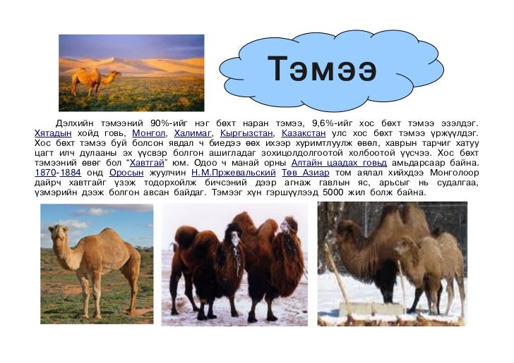 тэмээ