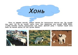 хонь | PPT