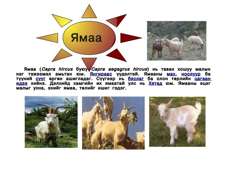 ямаа