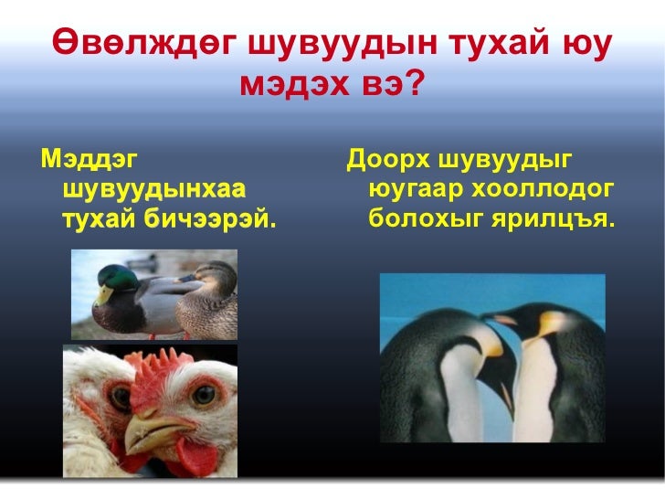 өвөлждөг шувуу баяса