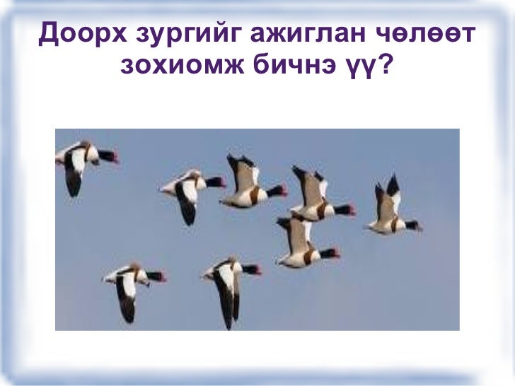 өвөлждөг шувуу баяса