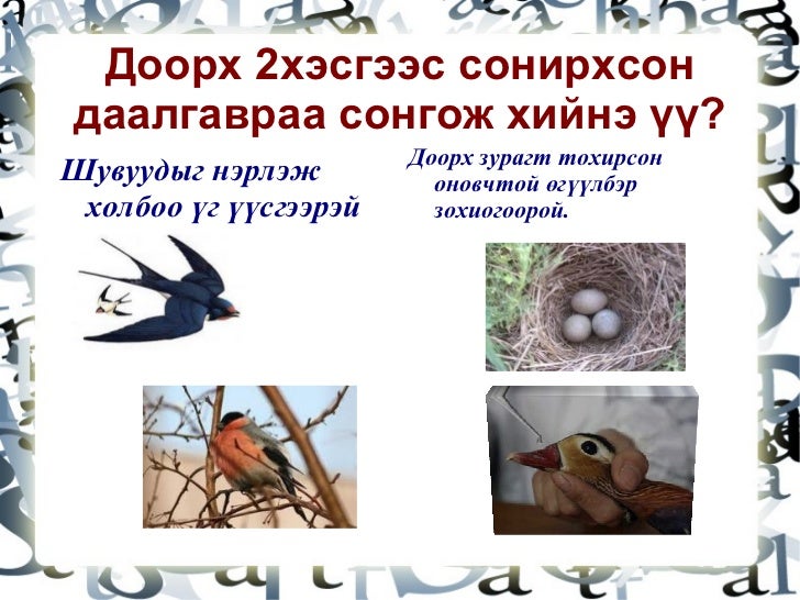 өвөлждөг шувуу баяса