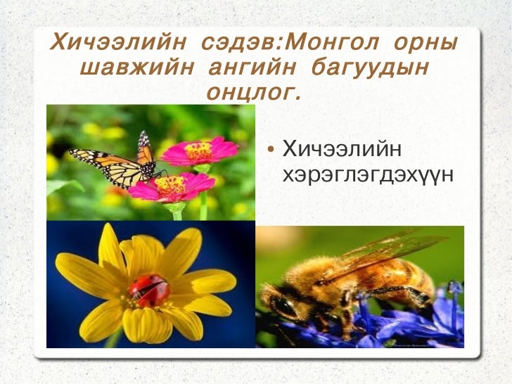 монгол орны шавжийн багууд