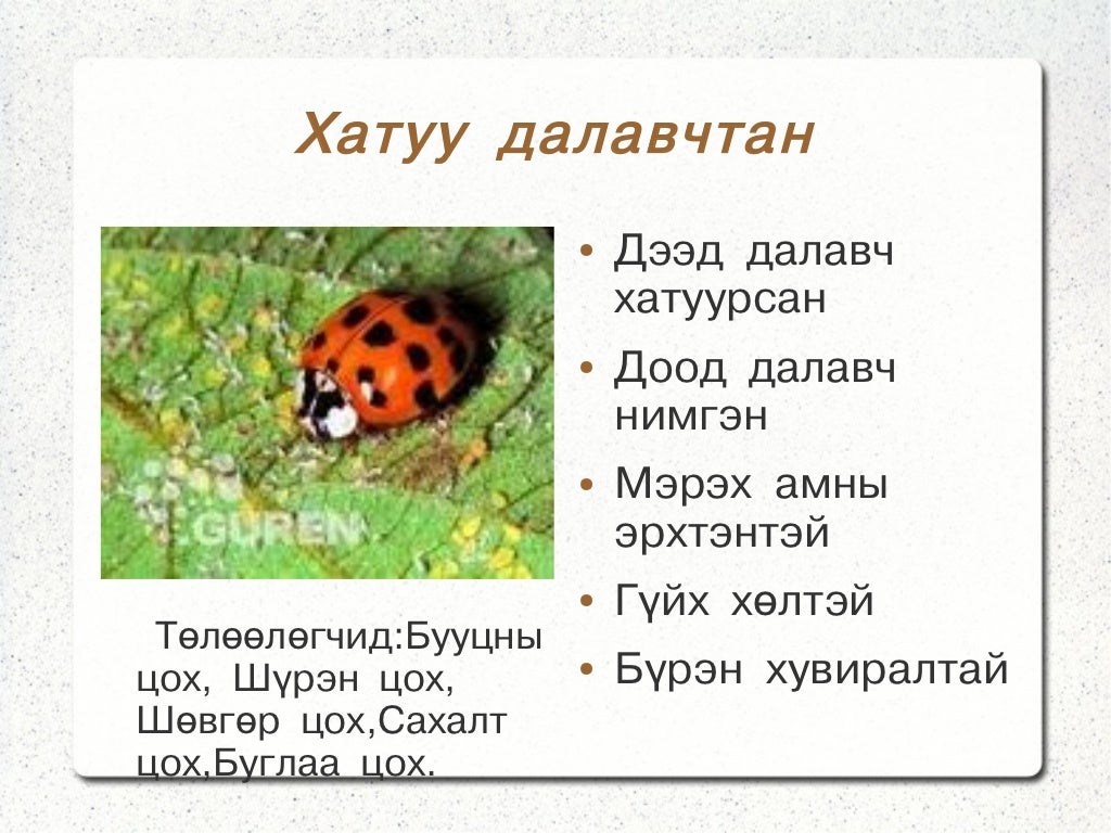монгол орны шавжийн багууд