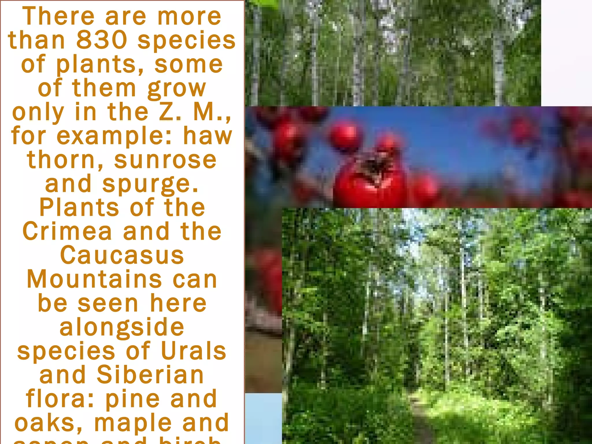 There are more than 830 species of plants, some of them grow only in the Z. M., for example: haw thorn, sunrose and spurge. Plants of the Crimea and the Caucasus Mountains can be seen here alongside species of Urals and Siberian flora: pine and oaks, maple and aspen and birch. 