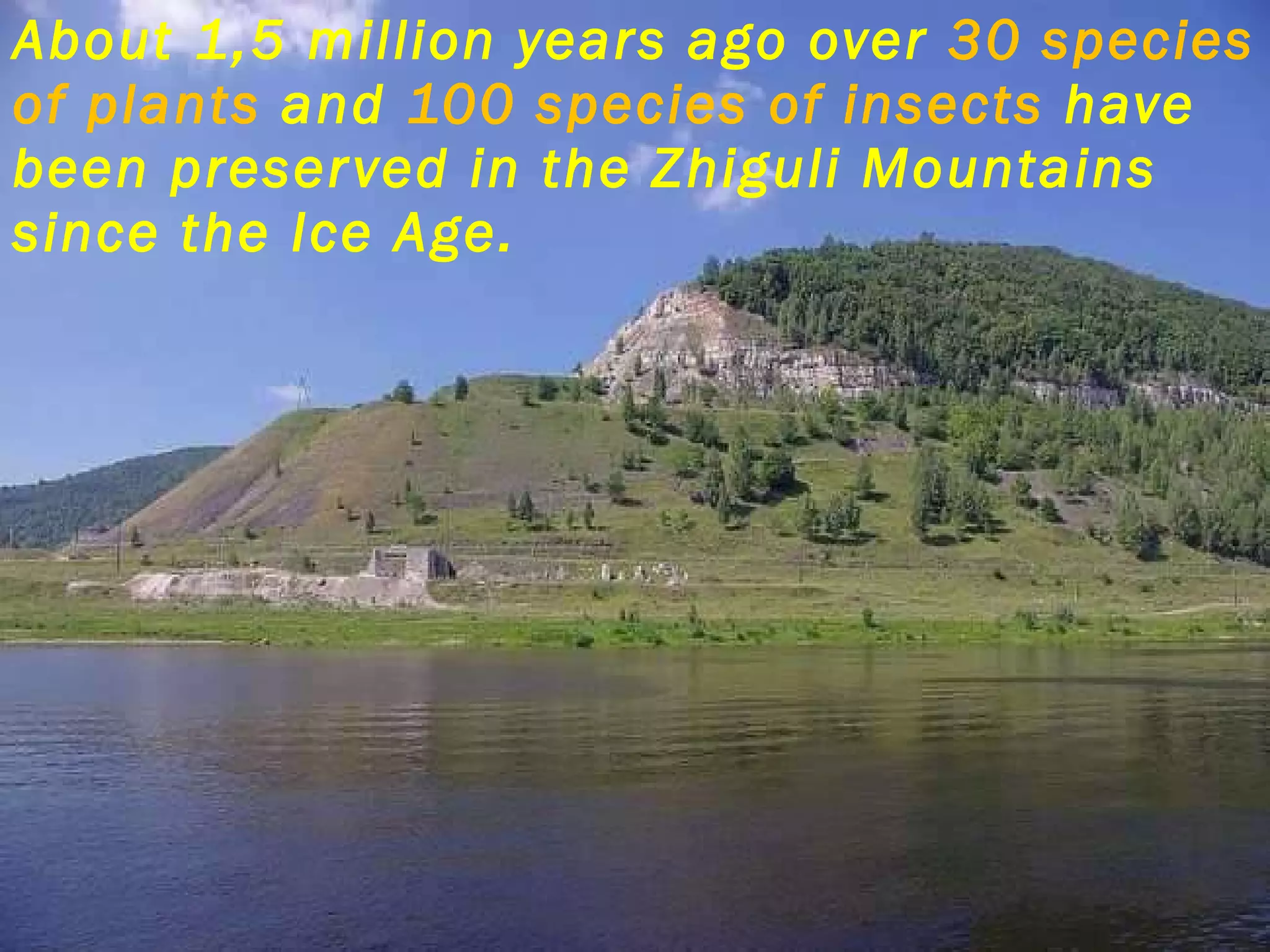 About 1,5 million years ago over  30 species of plants  and  100 species of insects  have been preserved in the Zhiguli Mountains since the Ice Age.  