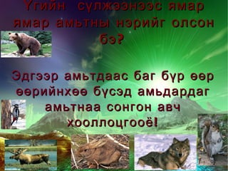 Үгийн  сүлжээнээс ямар ямар амьтны нэрийг олсон бэ? Эдгээр амьтдаас баг бүр өөр өөрийнхөө бүсэд амьдардаг амьтнаа сонгон авч хооллоцгооё! 