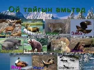 Ой тайгын амьтад Баавгай Ятуу Хандгай Зэрлэг гахай Шилүүс Буга Булга Жирх Ирвэс Шоргоолж Элээ Хандгай 