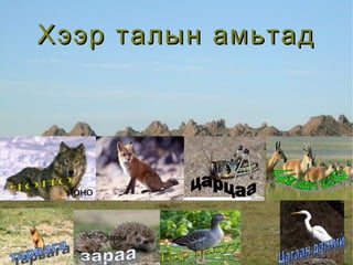 Хээр талын амьтад чоно зараа чоно үнэг   царцаа Цагаан зээр тарвага   зараа Бор галуу  Цагаан дэглий   