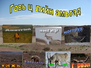 . янгир   ногтруу тахь   мазаалай бөхөн гүрвэл Говь цөлийн амьтад Хавтгай  