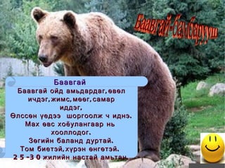 Баавгай  Баавгай ойд амьдардаг,өвөл ичдэг,жимс,мөөг,самар  иддэг, Өлссөн үедээ  шоргоолж ч иднэ. Мах өвс хоёулангаар нь  хооллодог. Зөгийн баланд дуртай. Том биетэй,хүрэн өнгөтэй.  25-30жилийн настай амьтан. Баавгай-бамбарууш 