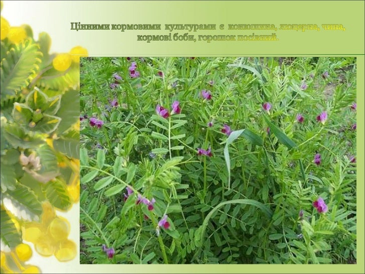 Сидерат вика фото и описание Отзывы на Дом и сад АГРО-РОСТ от реальных покупателей OZON