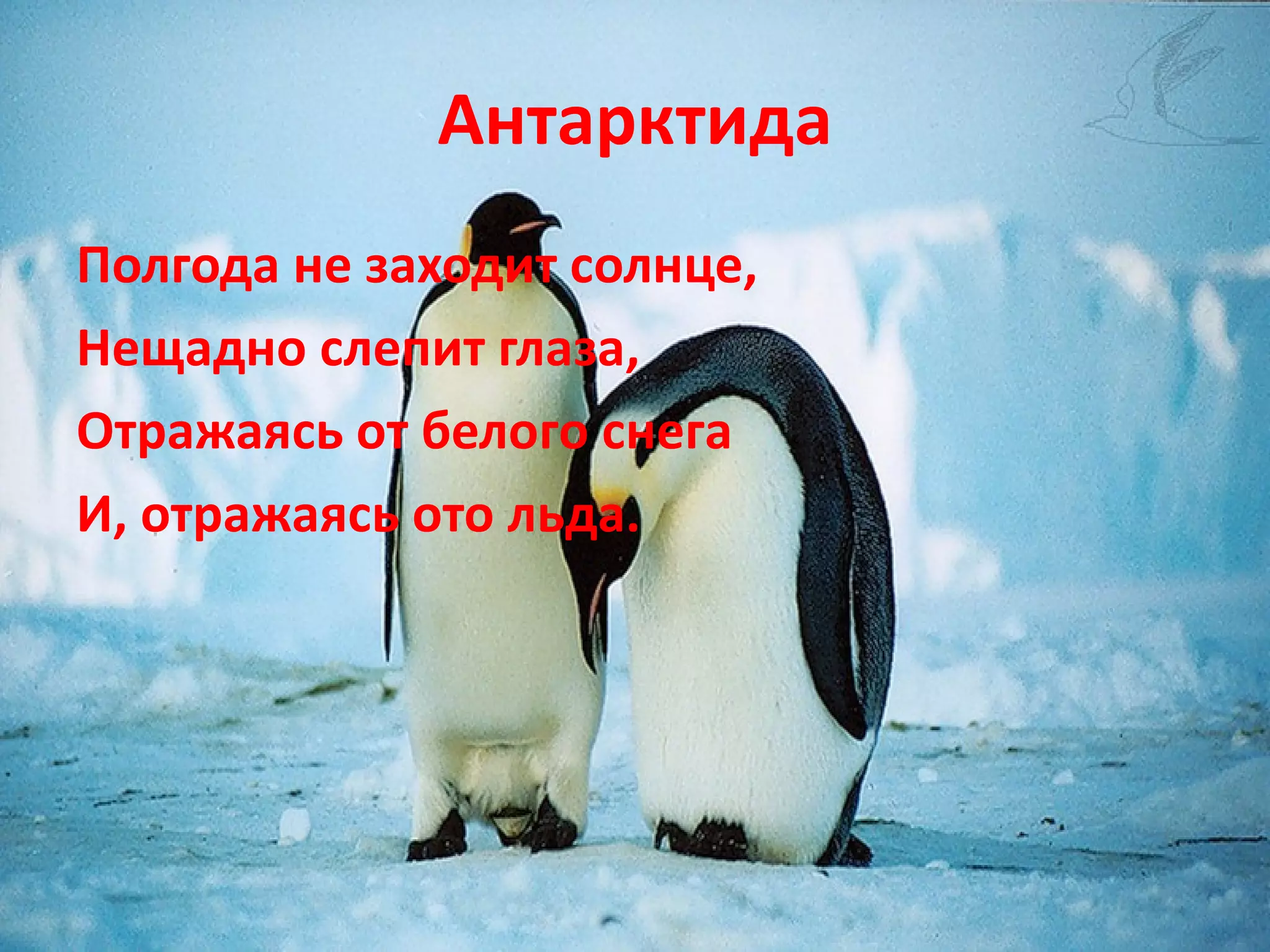 Антарктида Полгода не заходит солнце,  Нещадно слепит глаза, Отражаясь от белого снега  И, отражаясь ото льда.  
