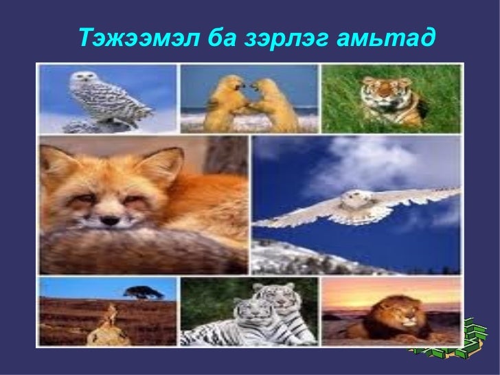 амьтад