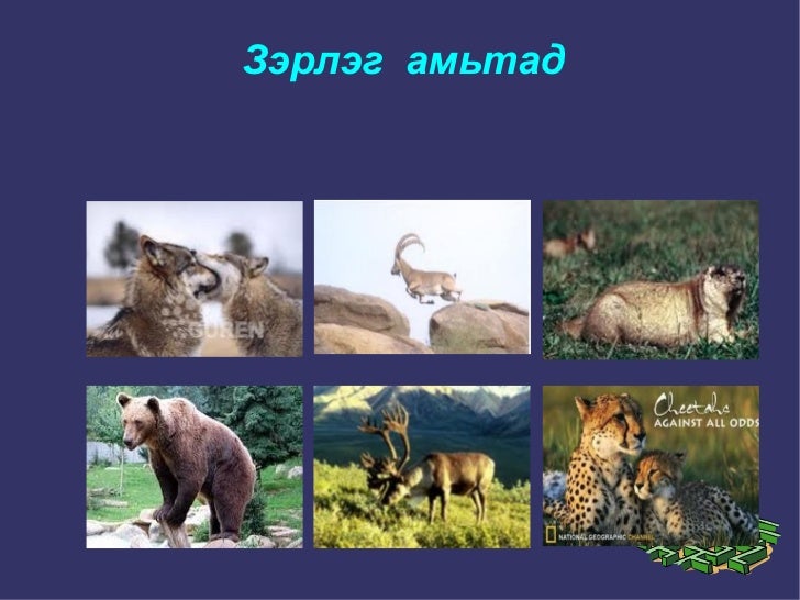 амьтад