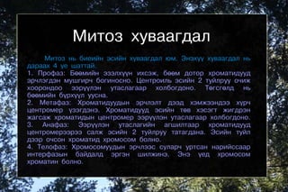 митоз | PPT
