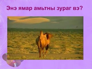 Энэ ямар амьтны зураг вэ? 