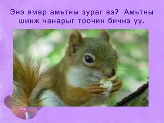 Энэ ямар амьтны зураг вэ? Амьтны шинж чанарыг тоочин бичнэ үү. 