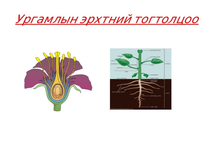 үзүүлэн