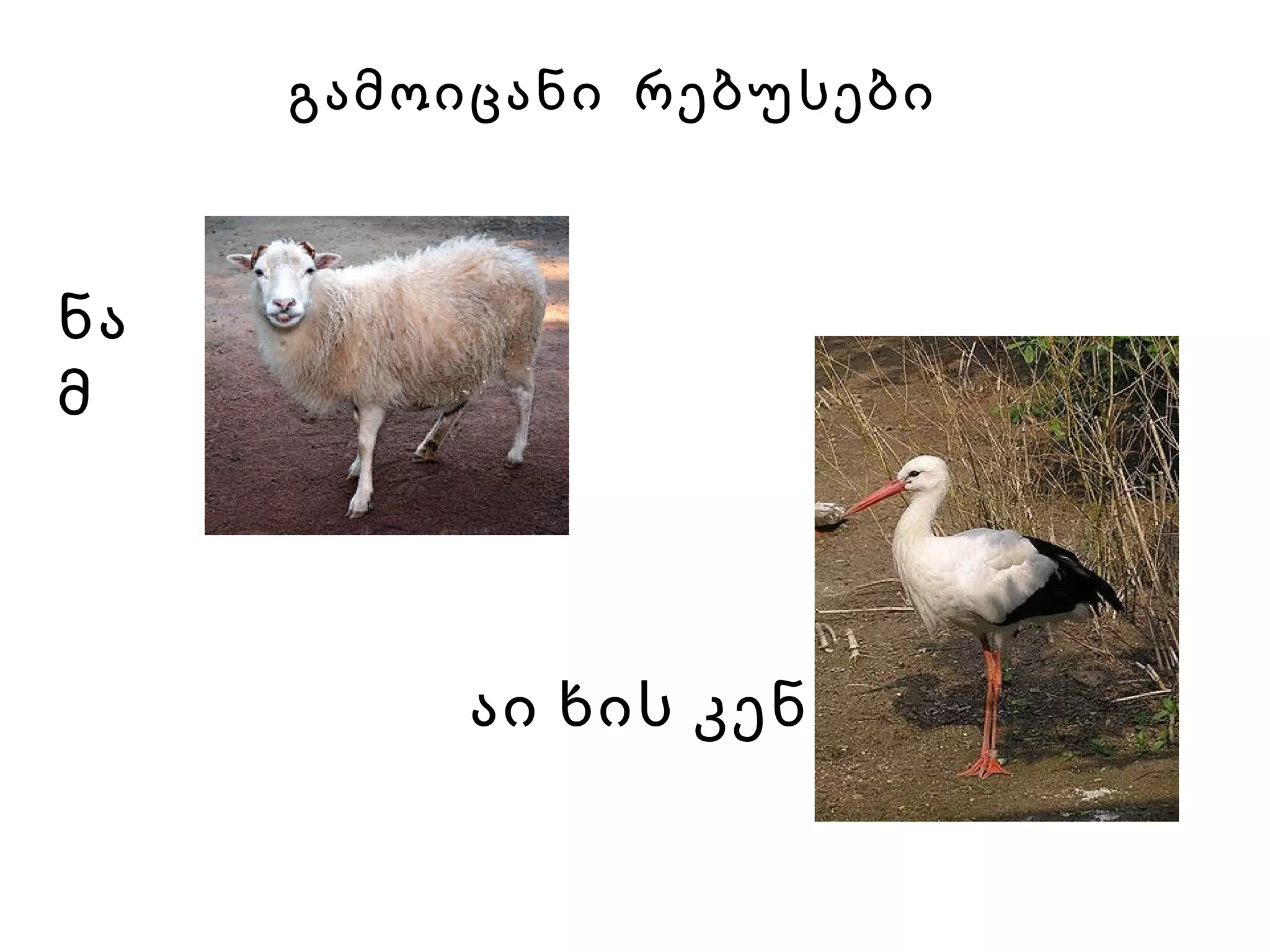 გამოიცანი  რებუსები ნამ აი ხის კენ   