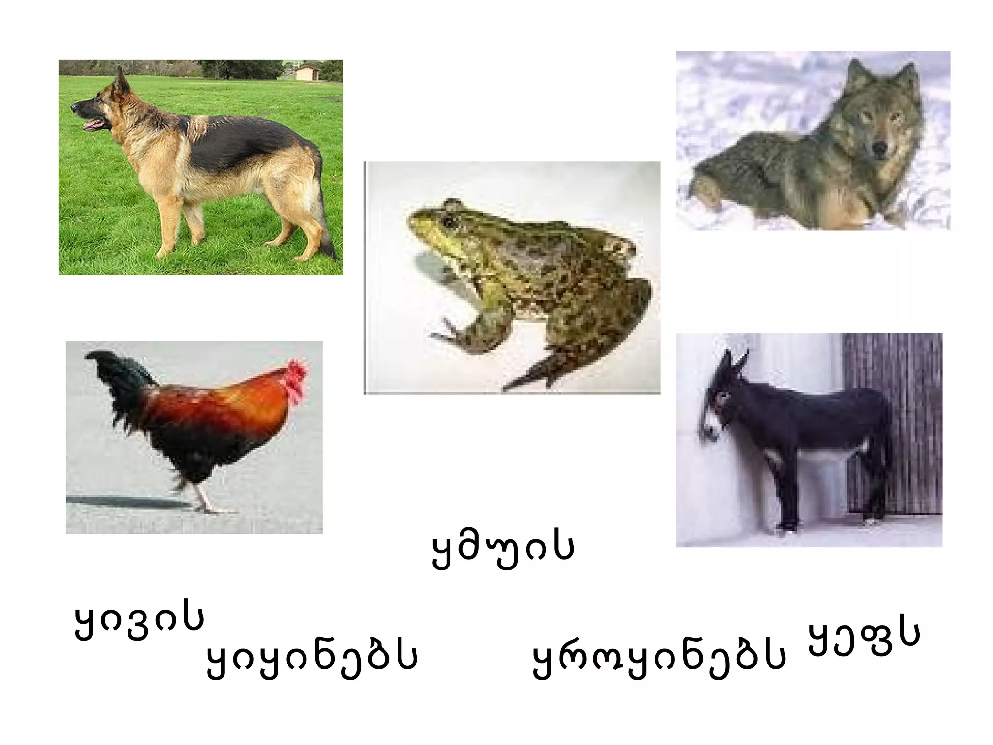 ყეფს   ყივის   ყმუის   ყიყინებს   ყროყინებს   