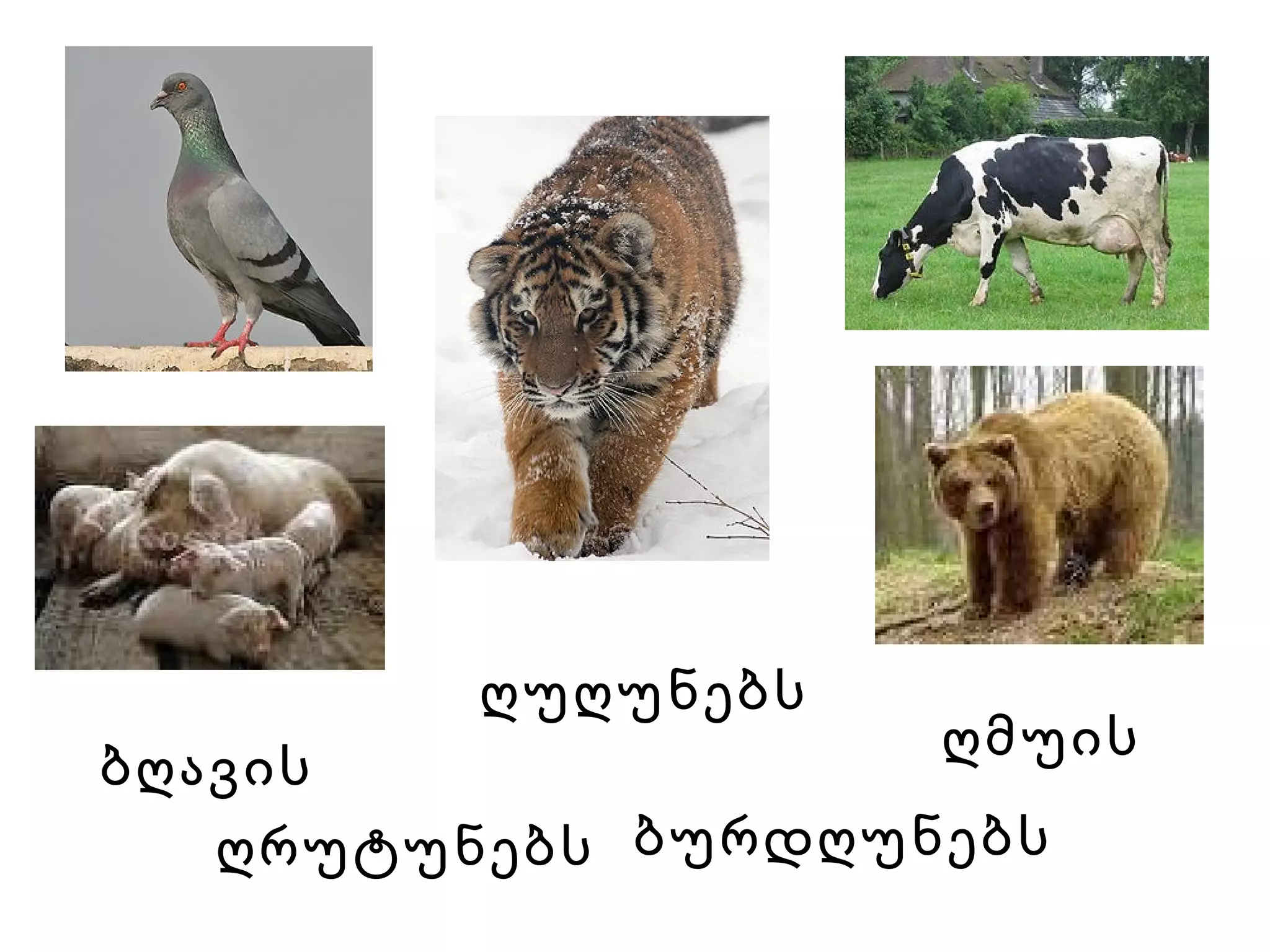 ბღავის   ღუღუნებს   ღმუის   ბურდღუნებს   ღრუტუნებს   