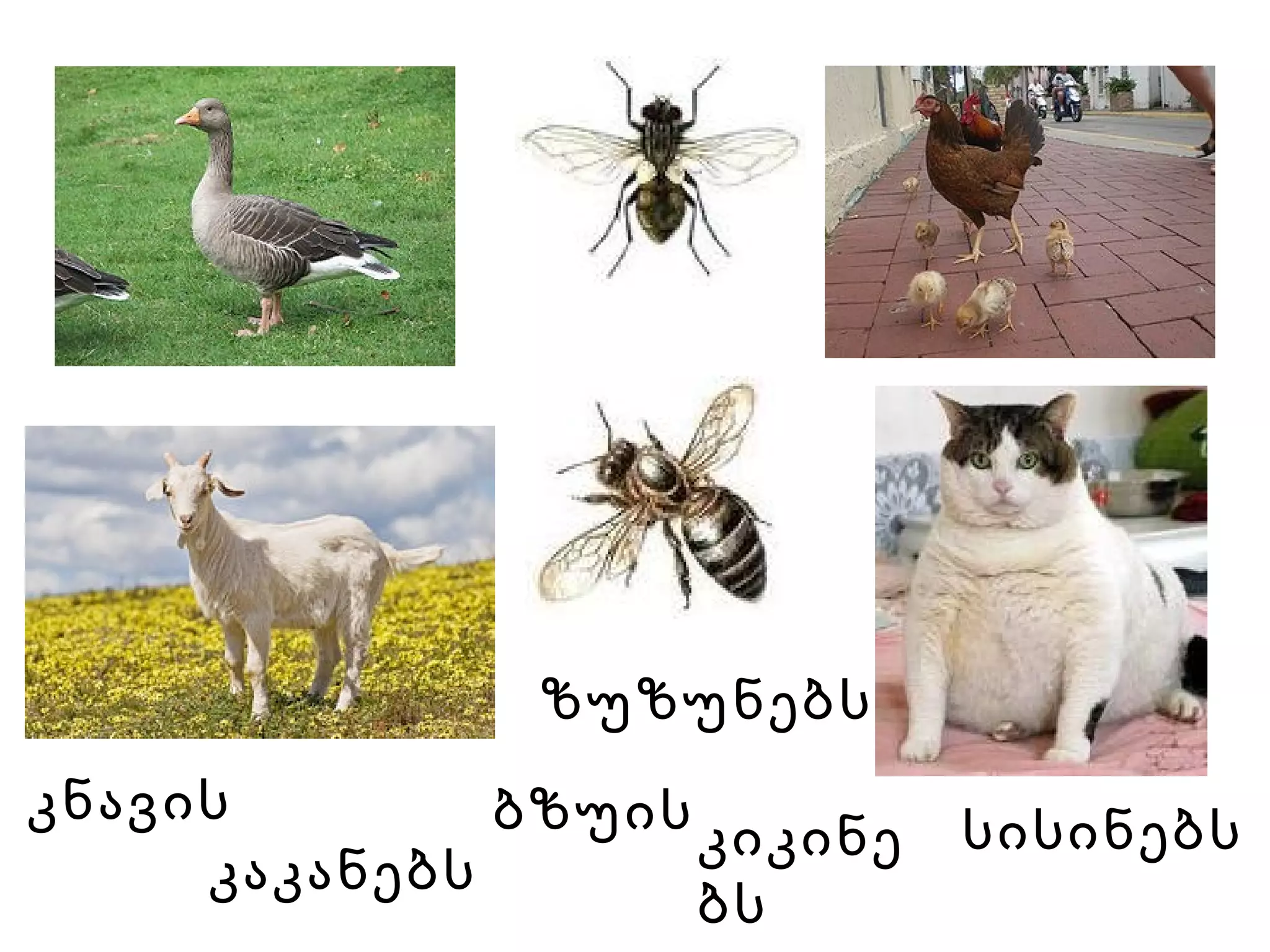 სისინებს   ბზუის   კიკინებს   კნავის   კაკანებს   ზუზუნებს 