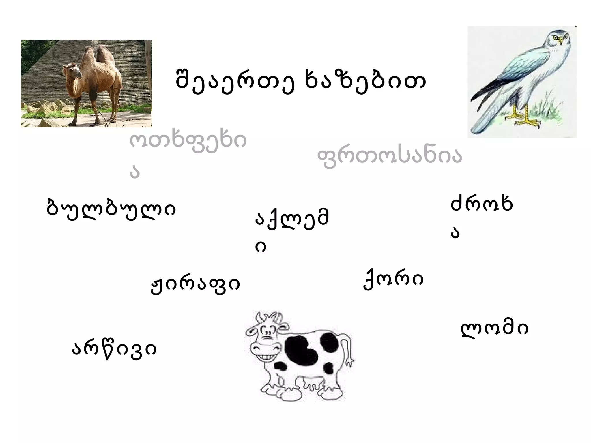 შეაერთე ხაზებით ოთხფეხია   ფრთოსანია   ძროხა   აქლემი   ჟირაფი   არწივი   ლომი   ბულბული   ქორი   