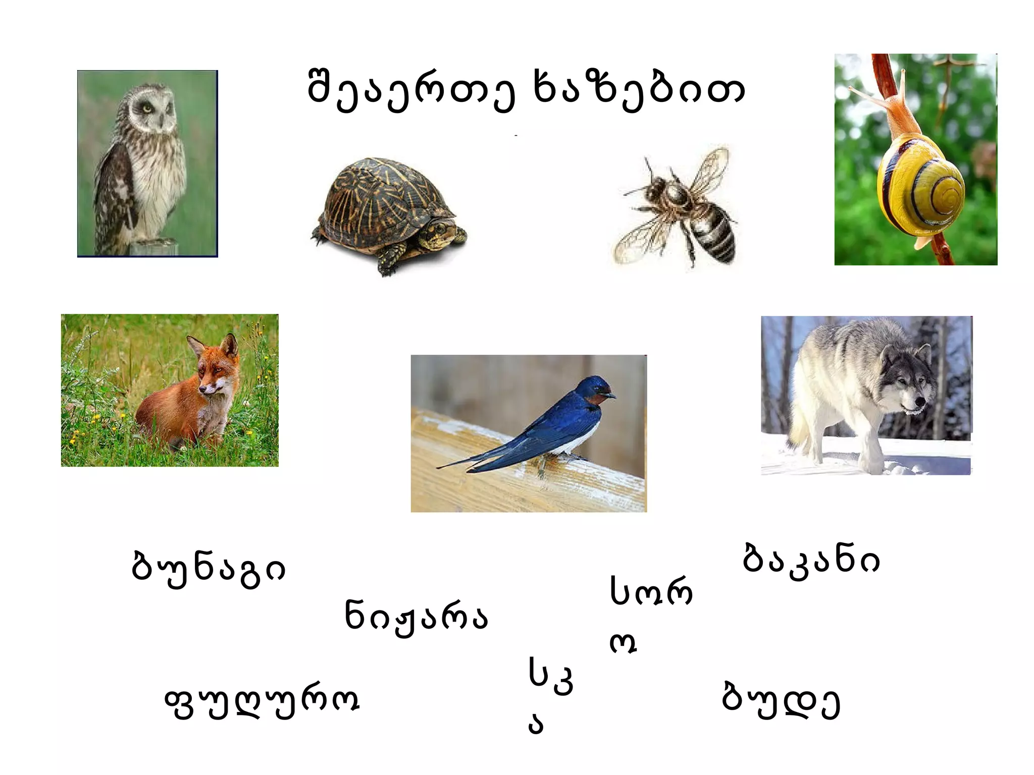 სკა   შეაერთე ხაზებით ნიჟარა   ბაკანი   სორო   ბუდე   ფუღურო   ბუნაგი   