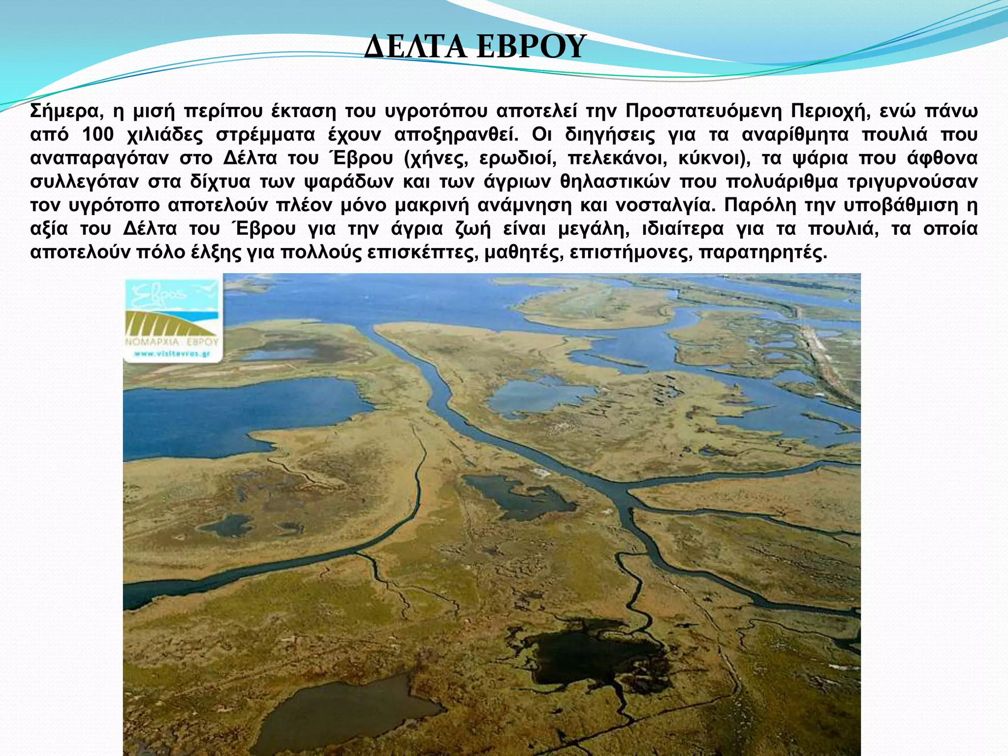 ΔΕΛΤΑ ΕΒΡΟΥΣήμερα, η μισή περίπου έκταση του υγροτόπου αποτελεί την Προστατευόμενη Περιοχή, ενώ πάνω από 100 χιλιάδες στρέμματα έχουν αποξηρανθεί. Οι διηγήσεις για τα αναρίθμητα πουλιά που αναπαραγόταν στο Δέλτα του Έβρου (χήνες, ερωδιοί, πελεκάνοι, κύκνοι), τα ψάρια που άφθονα συλλεγόταν στα δίχτυα των ψαράδων και των άγριων θηλαστικών που πολυάριθμα τριγυρνούσαν τον υγρότοπο αποτελούν πλέον μόνο μακρινή ανάμνηση και νοσταλγία. Παρόλη την υποβάθμιση η αξία του Δέλτα του Έβρου για την άγρια ζωή είναι μεγάλη, ιδιαίτερα για τα πουλιά, τα οποία αποτελούν πόλο έλξης για πολλούς επισκέπτες, μαθητές, επιστήμονες, παρατηρητές.