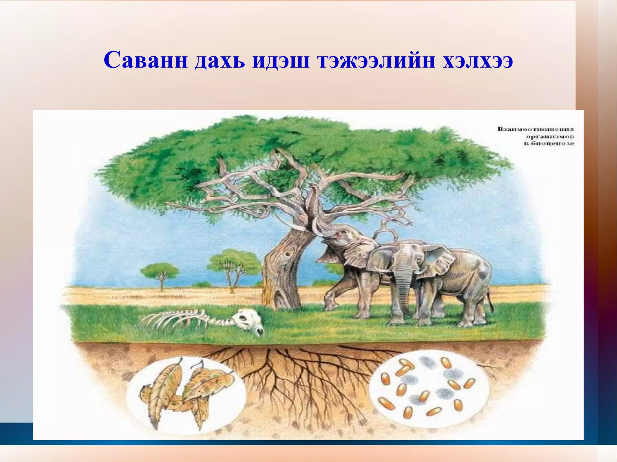 Саванн дахь идэш тэжээлийн хэлхээ 