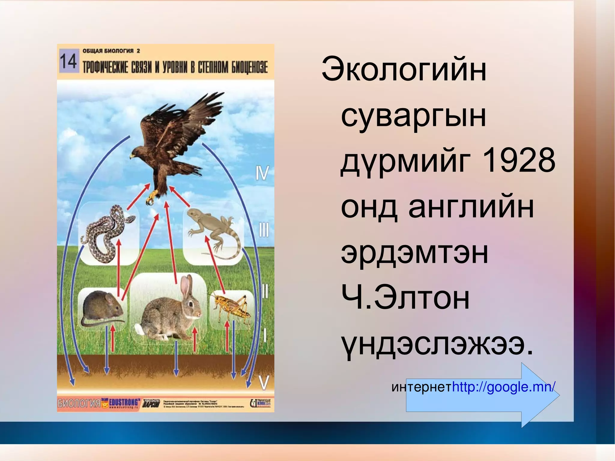Экологийн суваргын дүрмийг 1928 онд английн эрдэмтэн Ч.Элтон үндэслэжээ.  интернет http://google.mn/ 