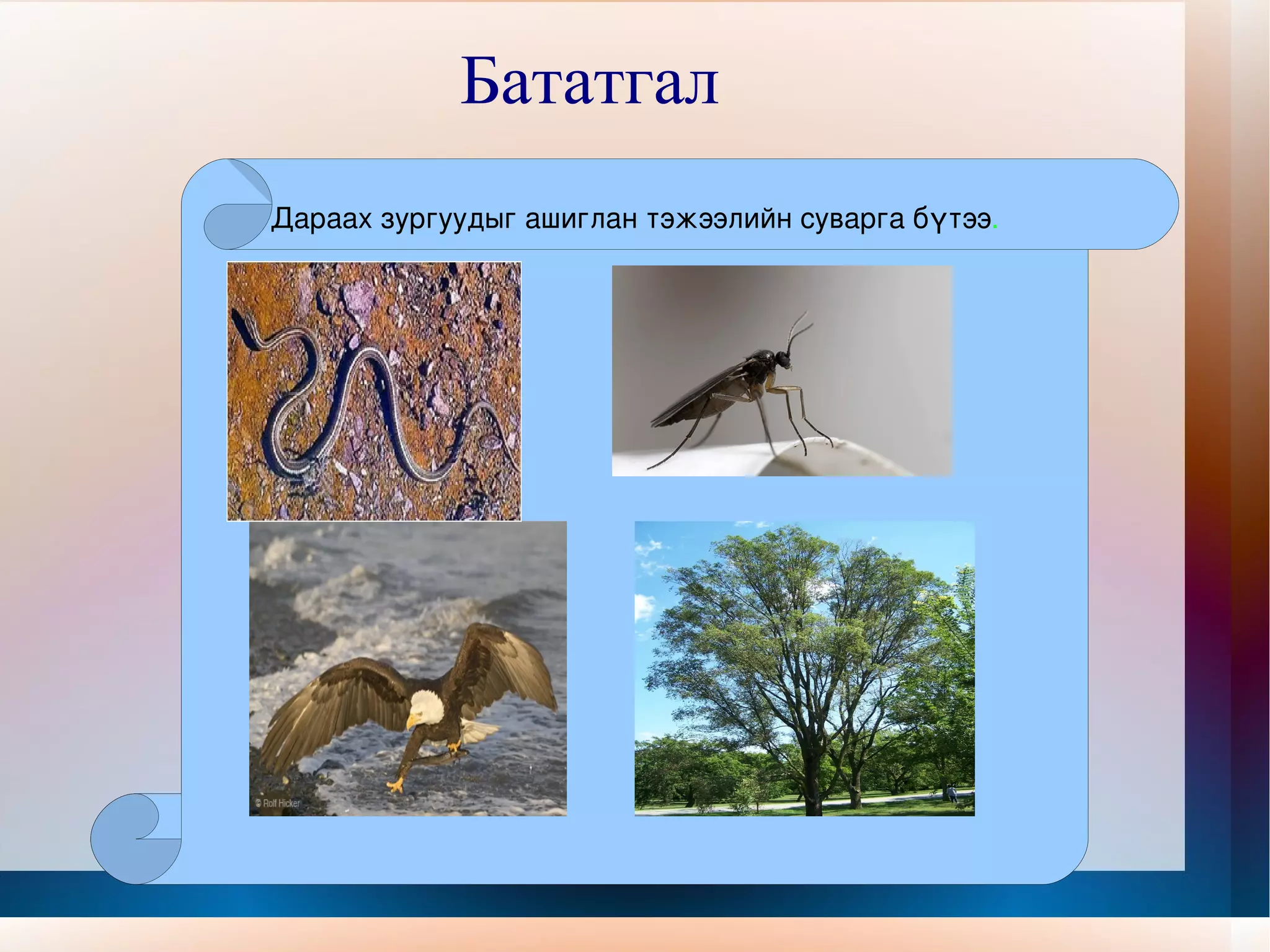 Бататгал  Дараах зургуудыг ашиглан тэжээлийн суварга бүтээ . Дараах зургуудыг ашиглан тэжээлийн суварга бүтээ . 