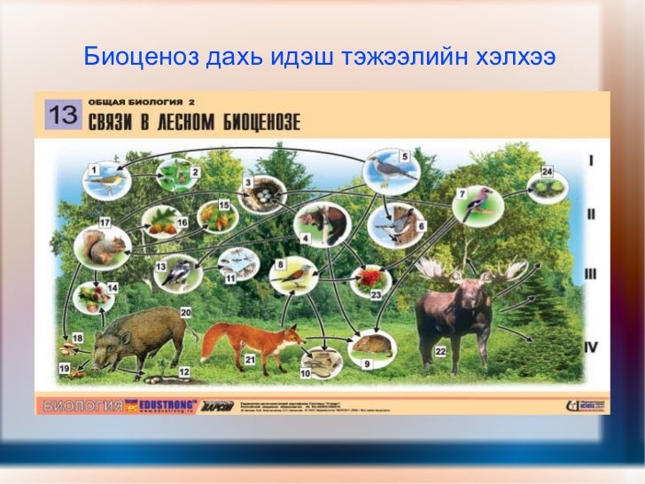 биоценоз