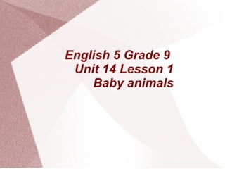English 5 Grade 9  Unit 14 Lesson 1  Baby animals 