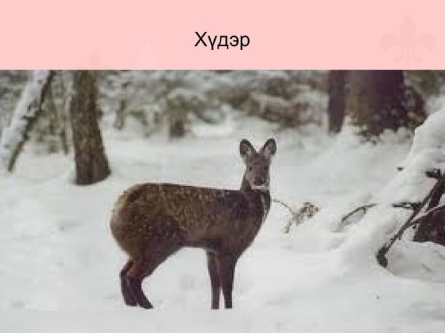 монгол орны нэн ховор амьтад | PPT