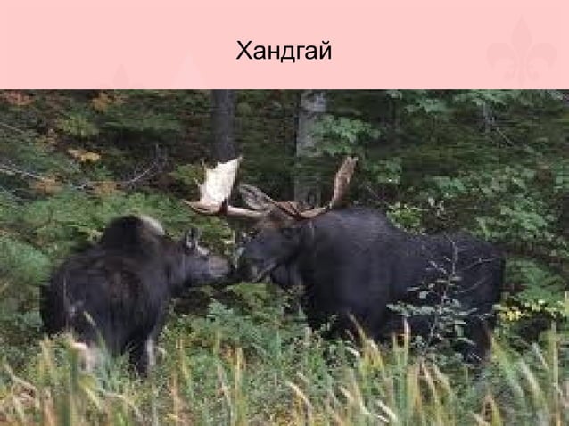 монгол орны нэн ховор амьтад | PPT